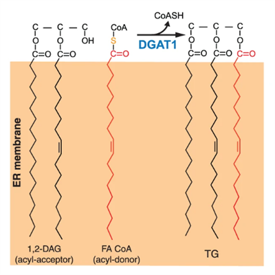 Mecanwaith Gweithredu Atalyddion: Ymyrraeth Union Ar Y Lefel Foleciwlaidd
